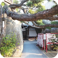 写真:神社。おみくじと大きな岩と木が写っています